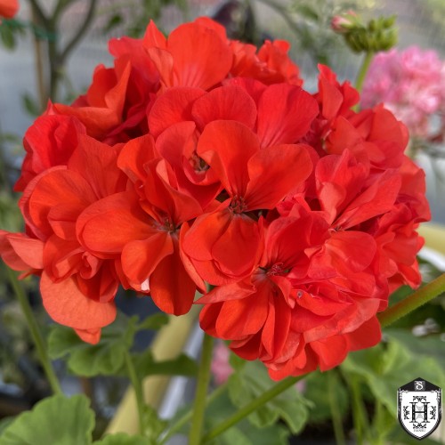 Pelargonium 'Bold Gem' - Pelargoon 'Bold Gem' P9/0,55L